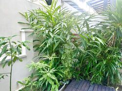 Chiselhurst Green (D19), Terrace #521772031